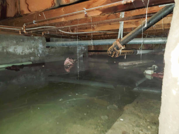 Best Water damage restoration specialists  in Jeannette, PA