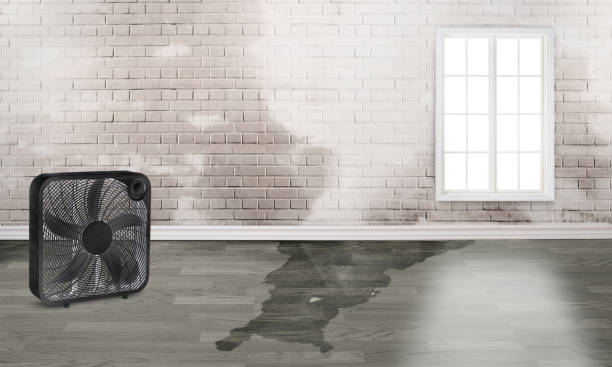 Best Basement water damage restoration  in Jeannette, PA